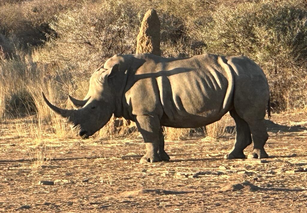 Rhino
